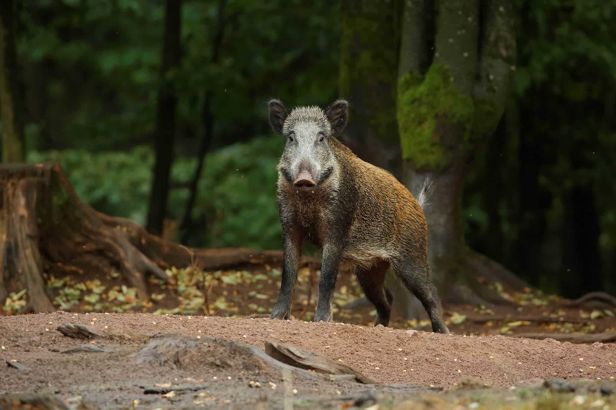 sanglier